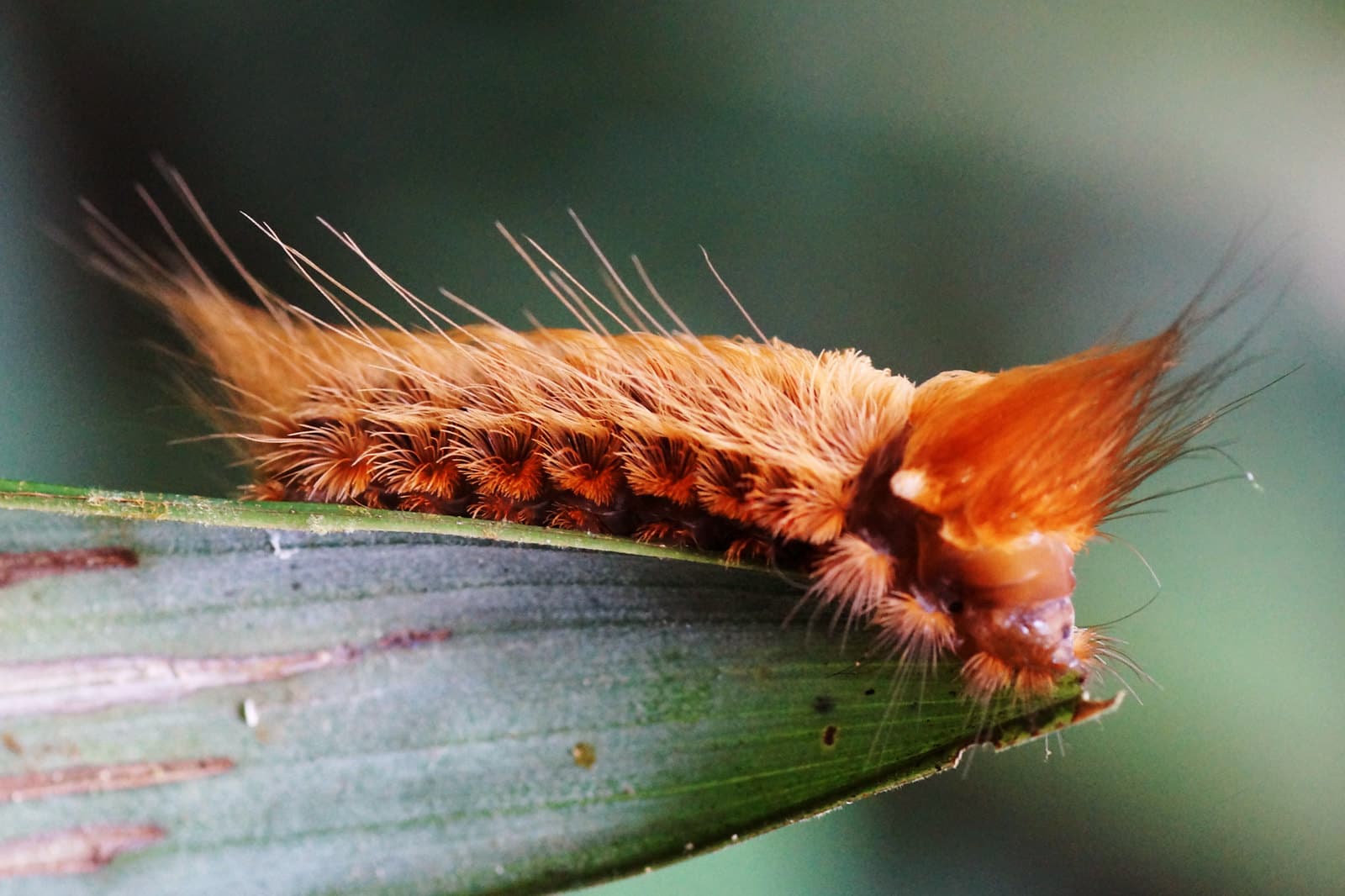 Caterpillar
