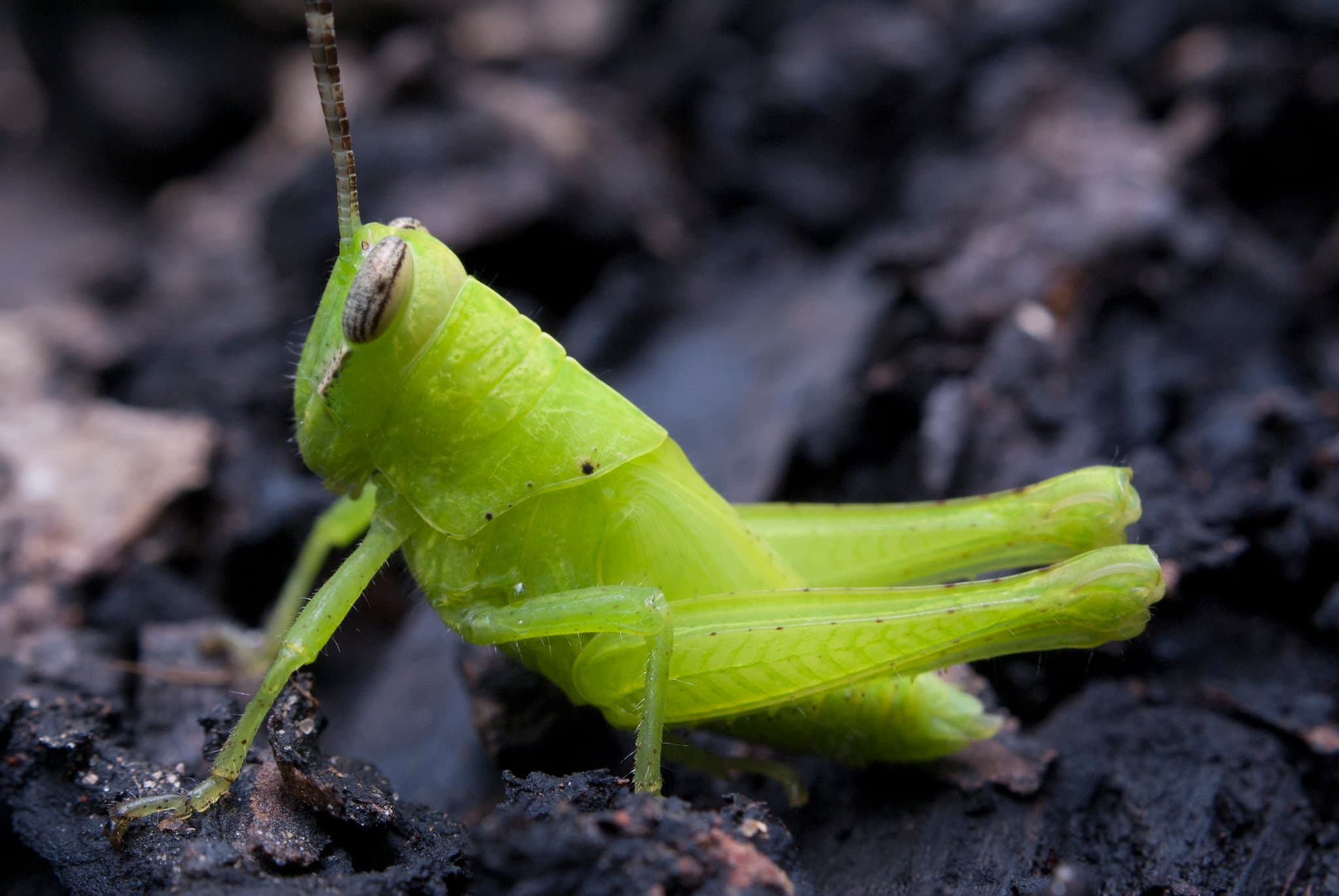 Grasshopper